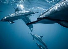 星空体育下载-华体会官网：在新体育时代的信任与体验